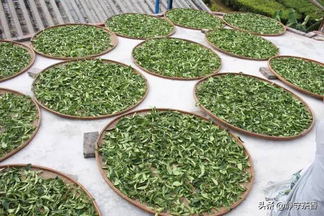 揭秘凤凰茶,凤凰茶有哪些