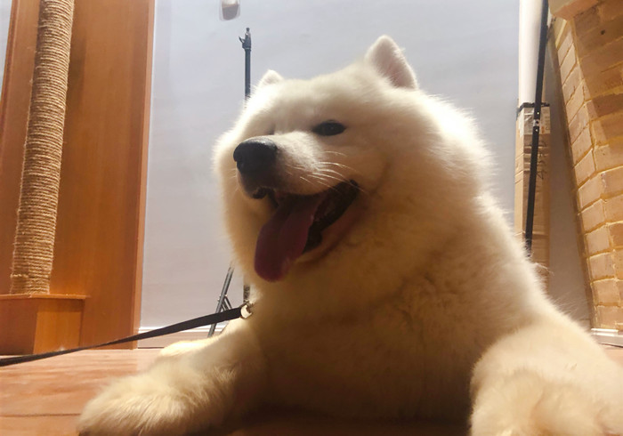 狗狗换牙会掉多少颗牙,狗换牙原来的牙齿没掉怎么办