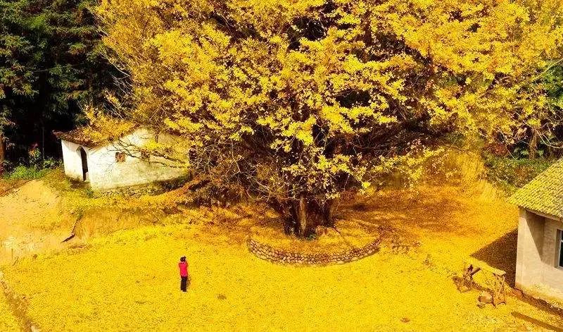 温州银杏哪里最美,温州秋冬的银杏树确实美