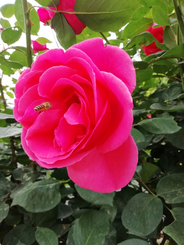 谷雨节气的介绍和谷雨古诗词,二十四节气关于谷雨的诗句并赏析