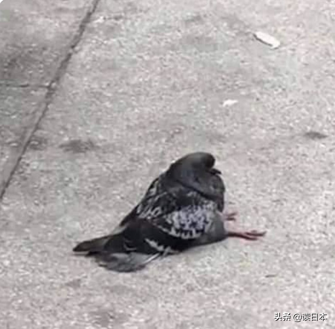 沙雕手办日本小哥,日本沙雕手办小哥