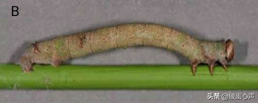 用皮肤看“视界”?谁说不可能,“变色专家”桦尺蠖自有小妙方