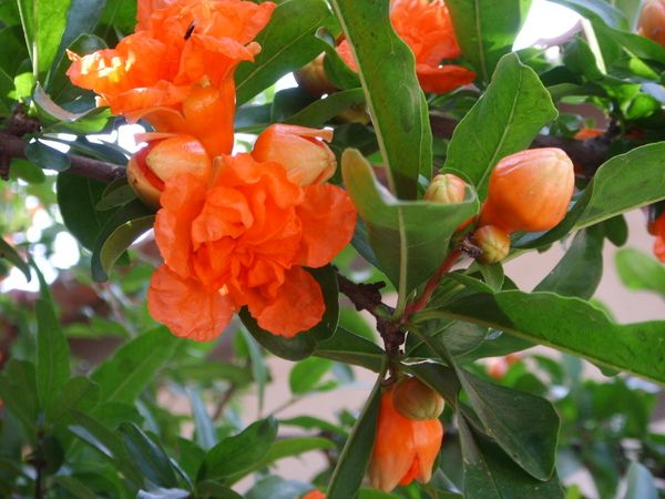 牡丹石榴和普通石榴的区别,牡丹石榴好还是红如意石榴好