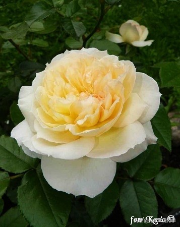 月季叶子枯萎怎么修剪,月季灰霉