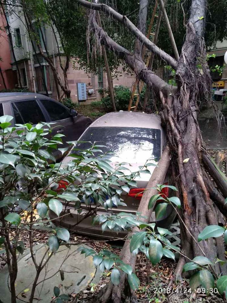 成都网友投诉怡丰新城小区榕树成灾危及行人，高新管委会回应