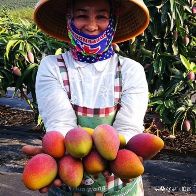 海南产地直发贵妃芒,海南产地树熟贵妃芒