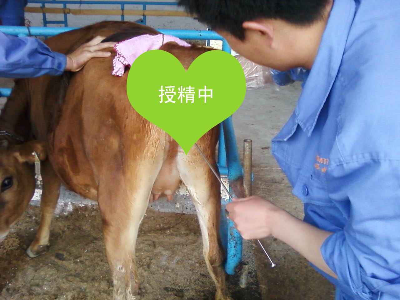 母牛不怀孕的表现,母牛不怀孕什么现象