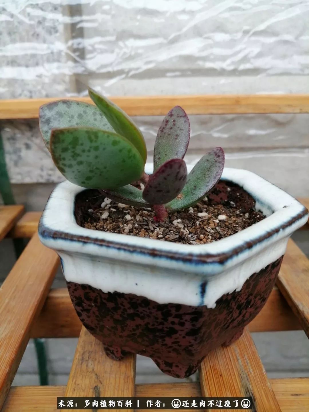 日照弘一法师,日照法师请师父