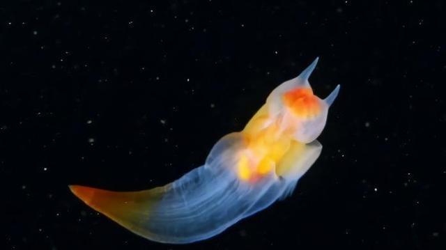 俄潜水员发现“海蝴蝶”，浑身透明如同精灵，嘴里可伸出6条触角