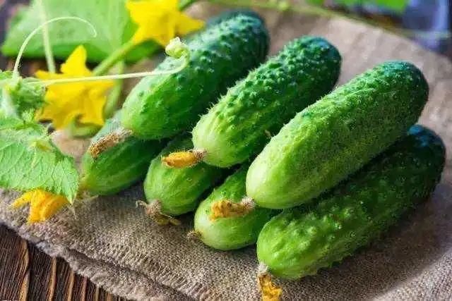 6步在阳台上栽种黄瓜，解开黄瓜生长过程中遇上的栽培难题