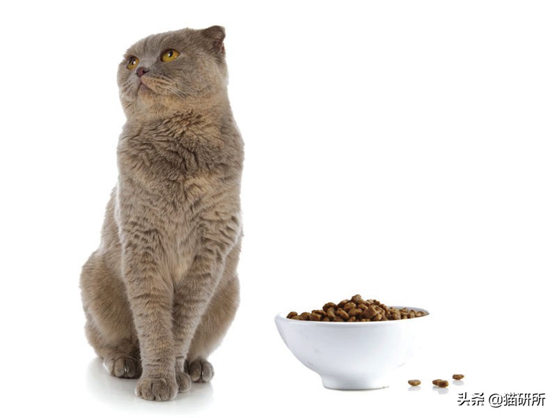 猫咪生病不进食怎么补充营养,猫咪生病后没有食欲怎么办