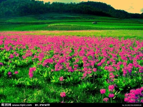 【西师夜读（音频）】中国学生营养日特别节目《五味》（总第11期）