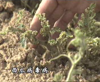 病虫害暴发应急防控措施,病虫害爆发严重轻松应对