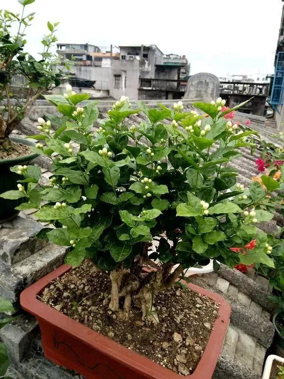 买了老桩绣球怎么办,老桩一般要养多久才会开花