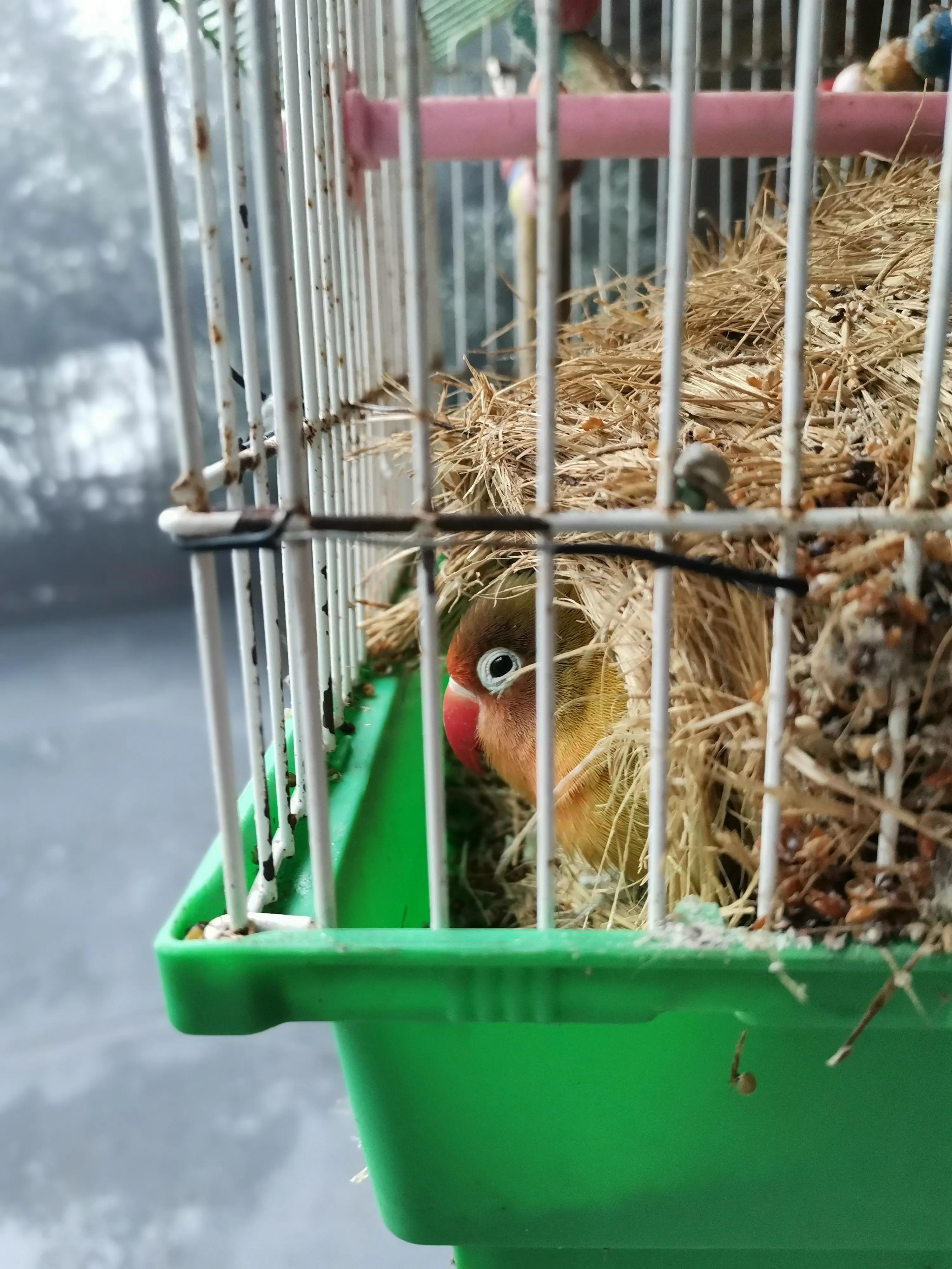 铜梁巴岳山森林木屋,巴岳山树屋