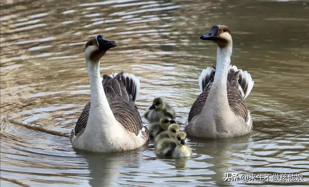 《金思维》中国人婚龄的35个比喻！