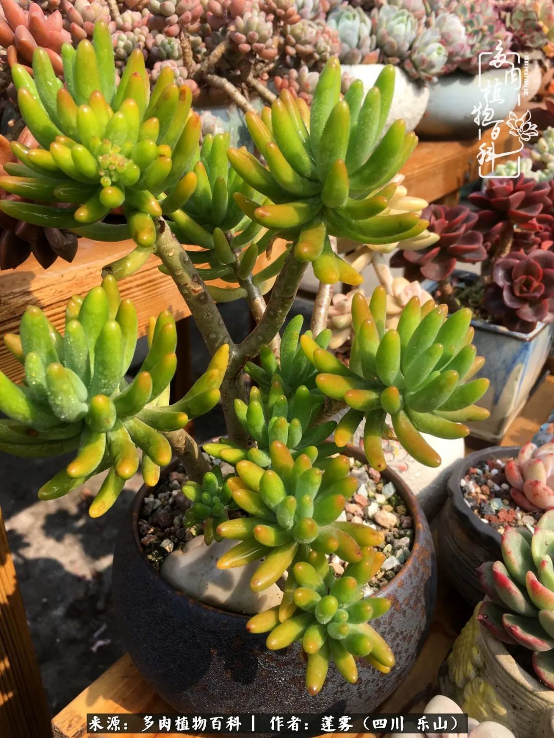 治愈系多肉精灵,初冬携一抹暖阳与多肉相伴
