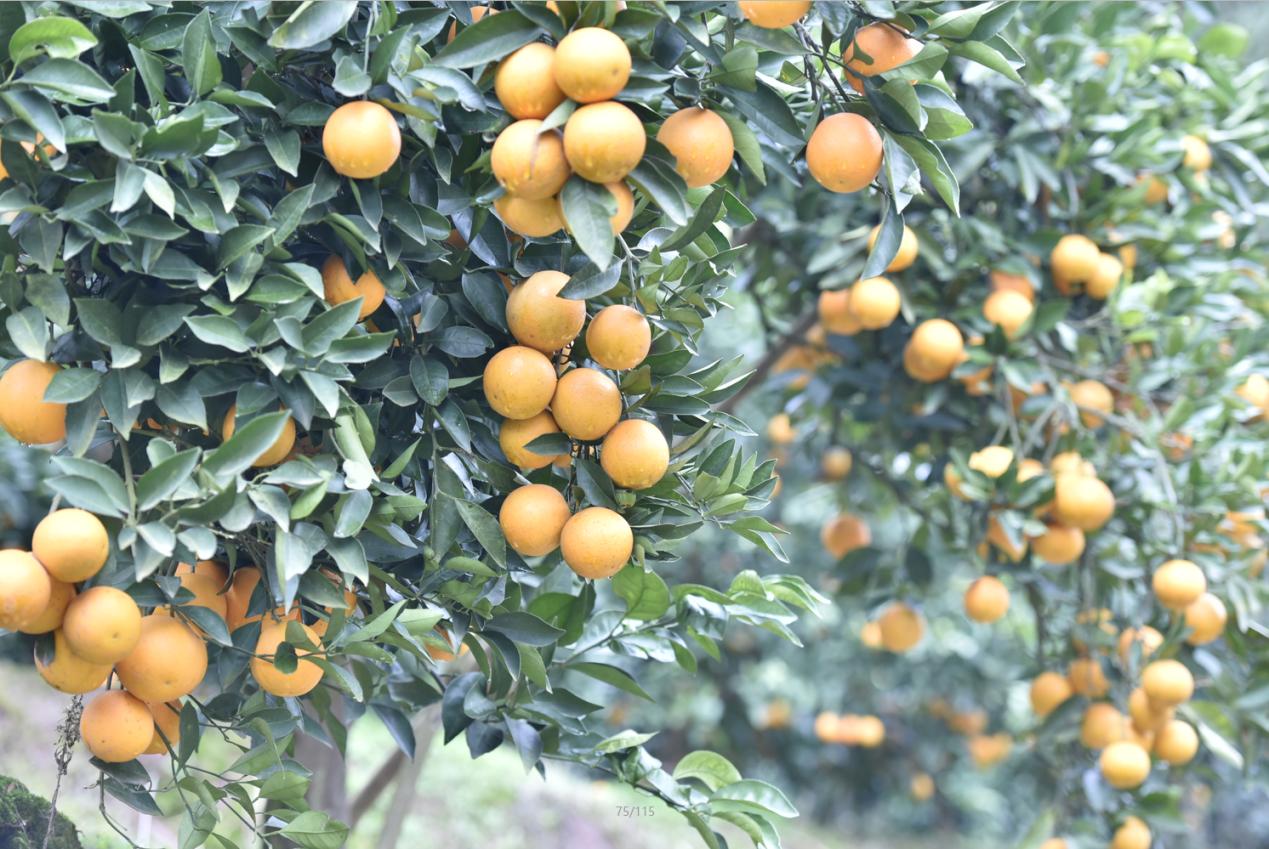 免狐扶贫项目上线,为麻阳甜橙解决销路难题