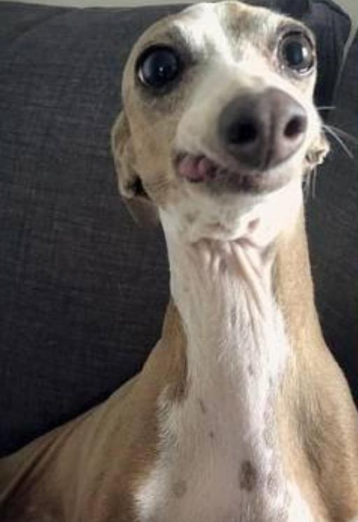 生活在宠物天堂的动物,在天堂的猫狗