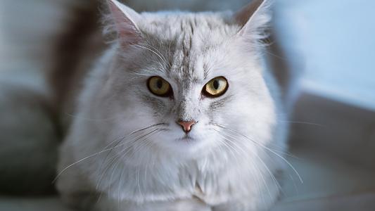 猫主子拉粑粑拉出血是怎么回事,猫拉稀呕吐精神不振没有食欲