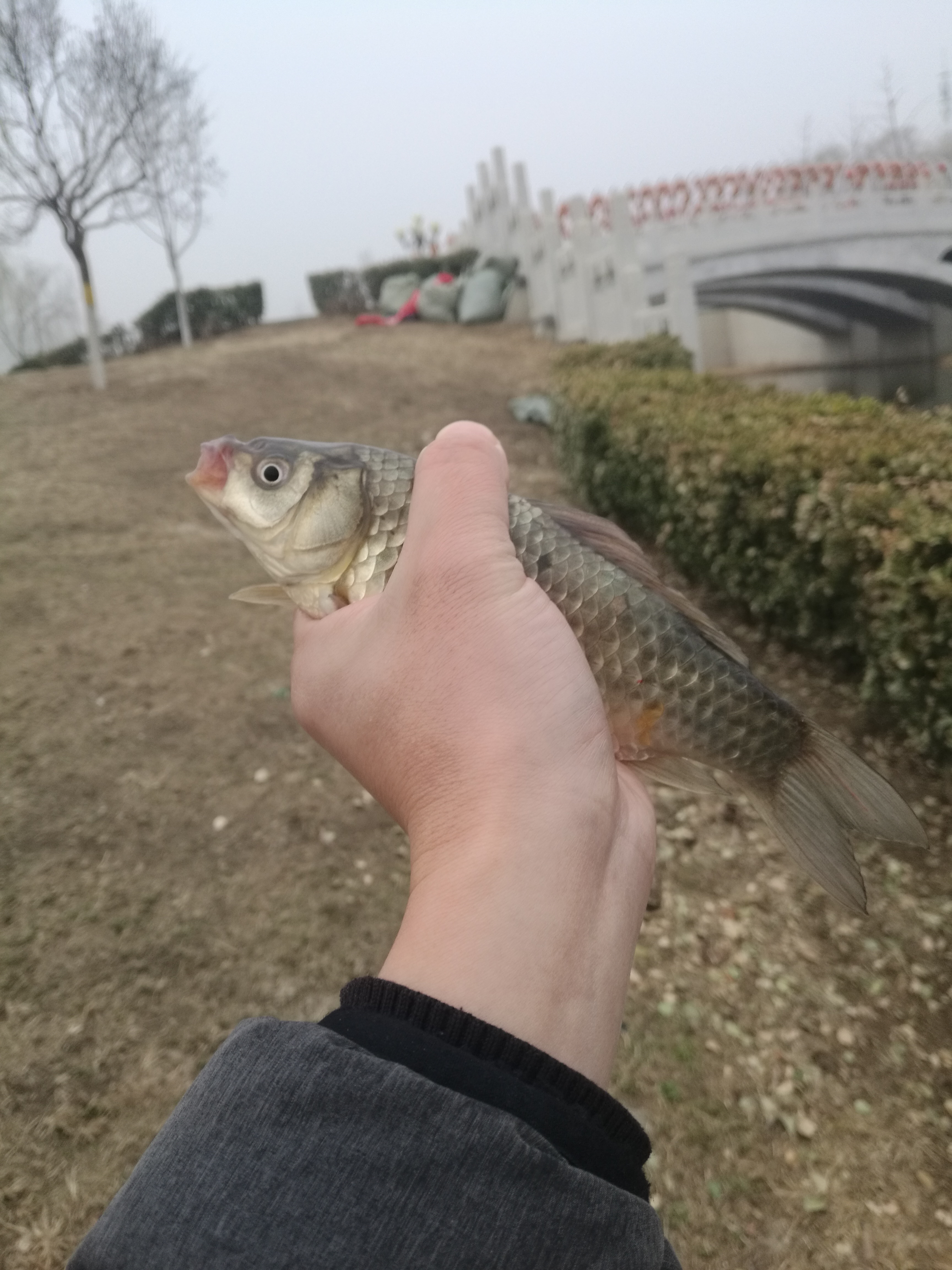 野钓鲫鱼全攻略!13大秘籍,7000字,找鱼窝、选天气,各种小技巧