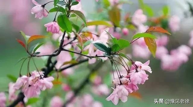 南阳赏花最佳地点,南阳春天赏花的地方有哪些推荐