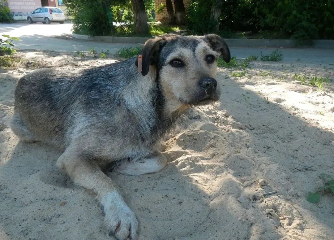 在路边捡到的流浪狗该怎么抚养,路边的流浪狗能领养么