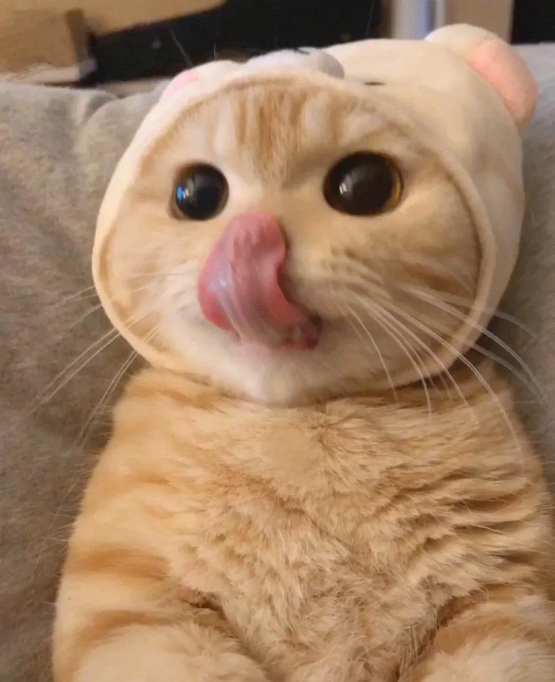 猫咪泌尿道综合征能痊愈吗,宠物医生说猫咪