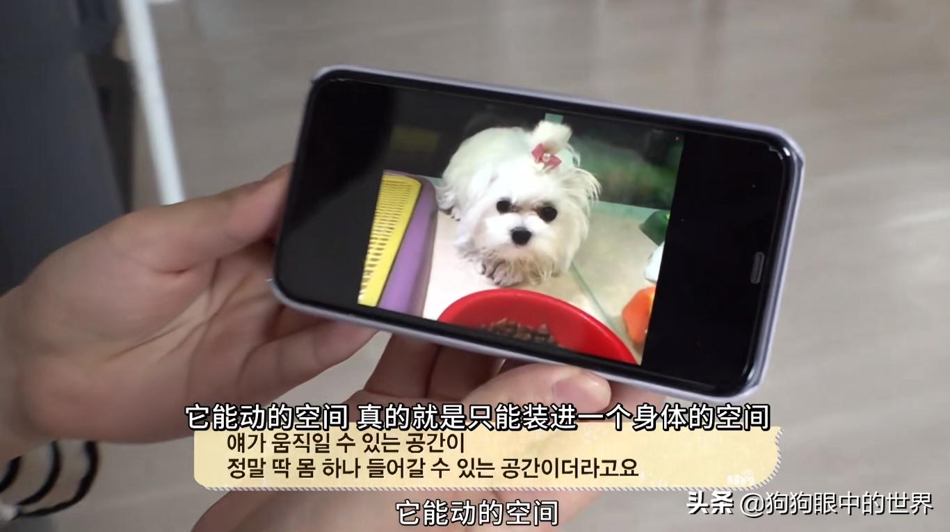 狗狗一直转圈圈还用爪子刨被子,狗狗每天都趴又拉又吐