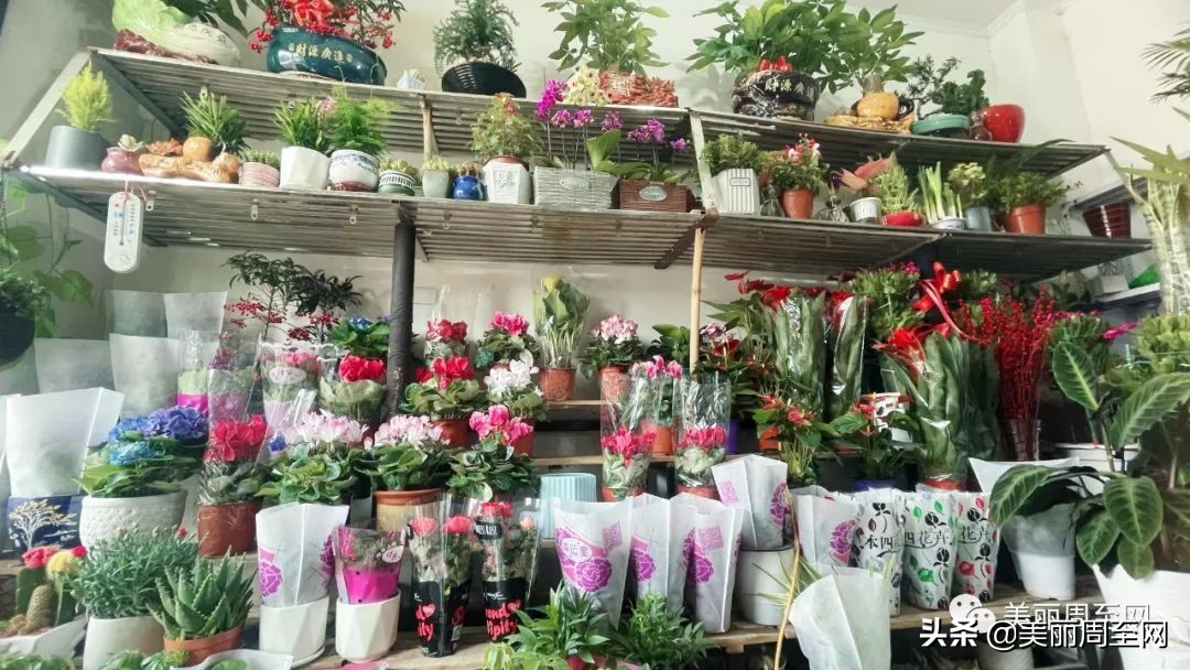 春节临近，周至这条街的花市升温！你知道哪些花最受欢迎吗？