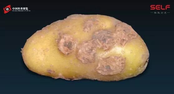 塑料降解微生物的发展,塑料可以被微生物降解吗