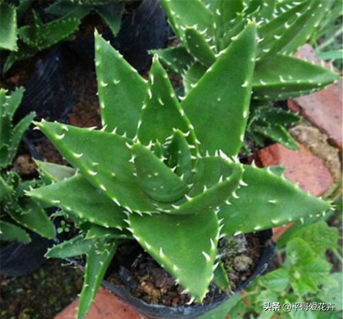 芦荟叶片干瘪怎么办,芦荟的养护技巧叶片干瘪巧处理