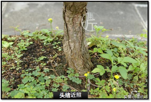 黑松盆景快速成型技术 (怎么让黑松盆景增粗变老不长高)