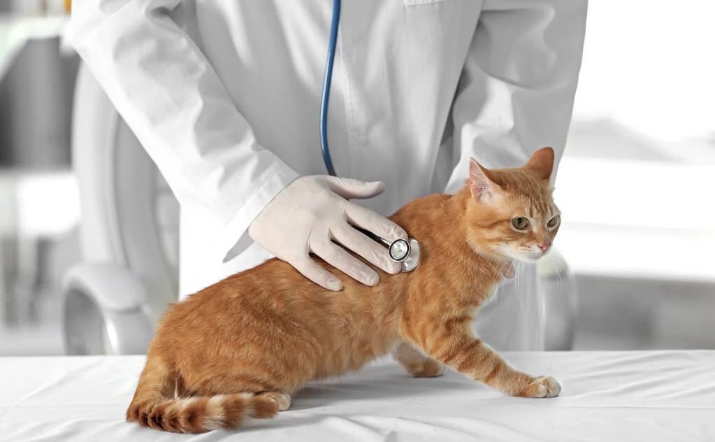 猫咪可怕的病,猫传腹口服441和针剂441的区别