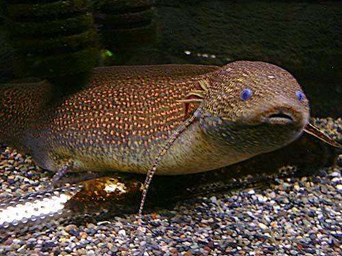 单鳃呼吸的鱼可以怎么救,鱼是用鳃呼吸的鳃的主要部分是