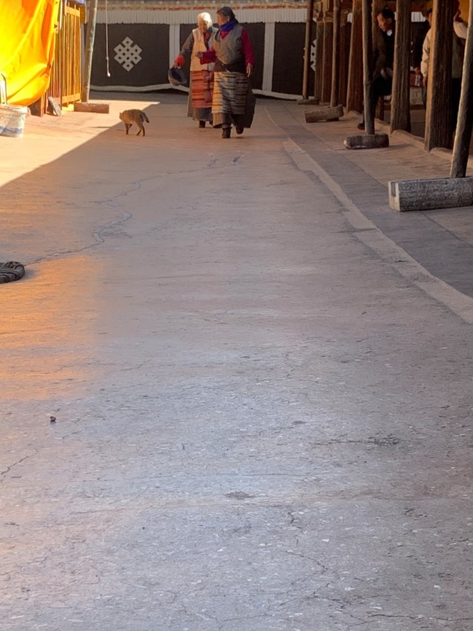 冬天去拉萨的感受,在拉萨几点晒太阳最舒服