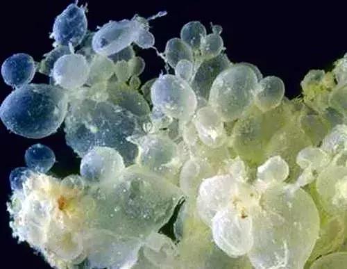 怀孕为什么会长水泡,怀孕长水泡结痂