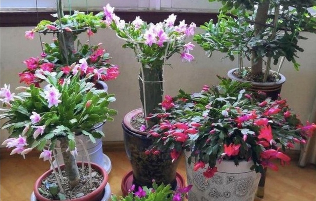 仙人指跟蟹爪兰一样养护吗,仙人指和蟹爪兰一样养吗