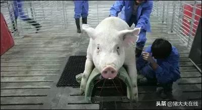 公猪采集精子需要什么设备,公猪精子采集设备