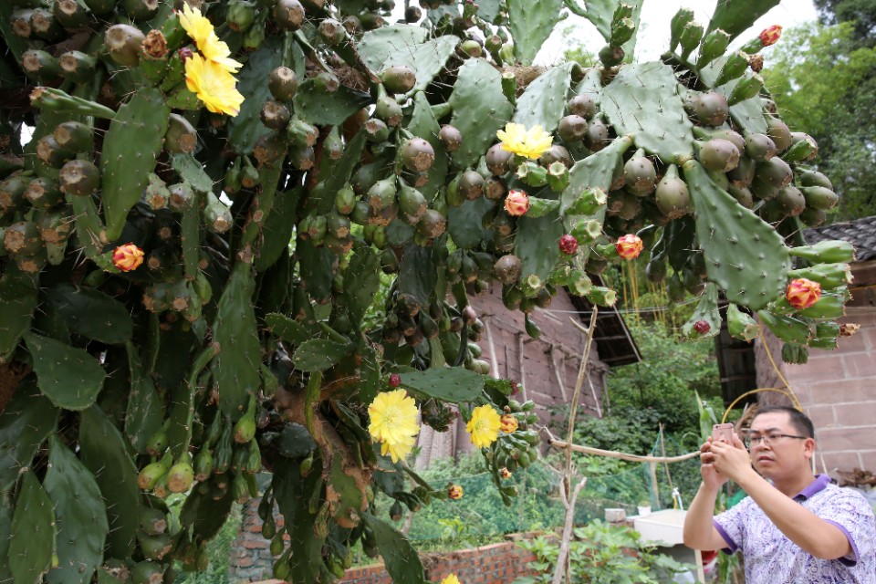 仙人掌长成火龙果球,仙人掌长出火龙果过程