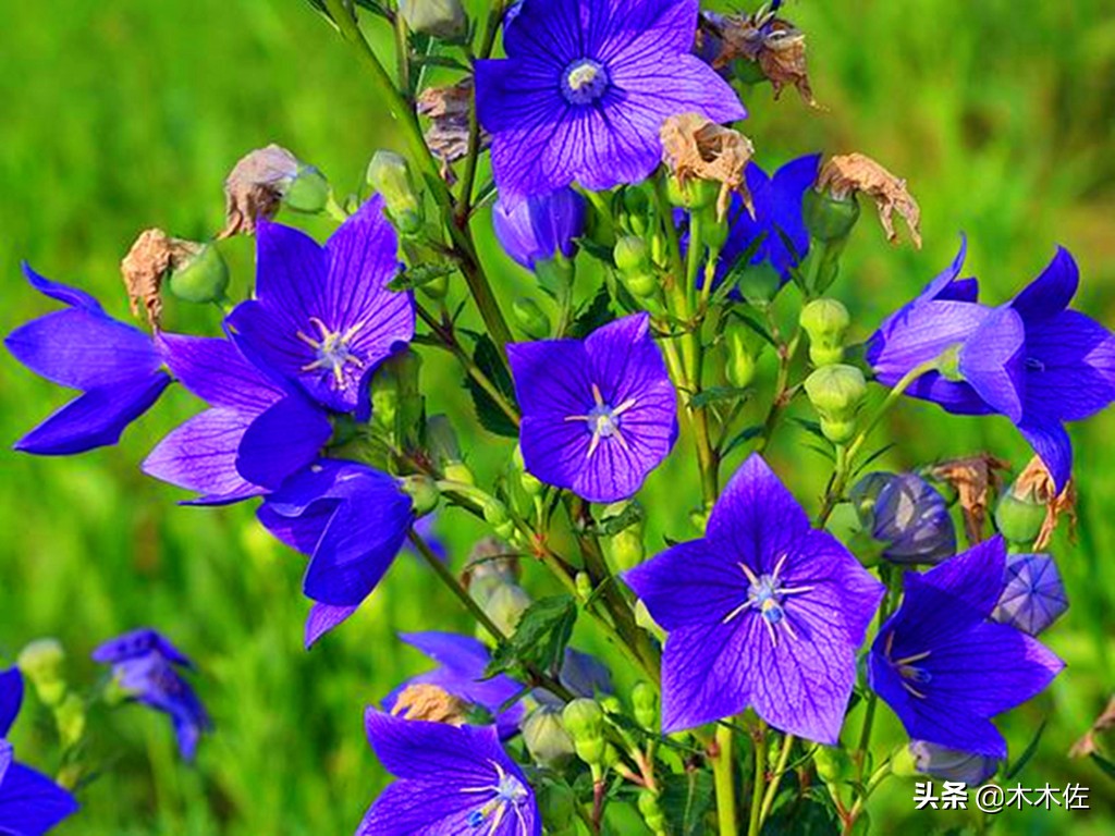 唯美桔梗花,草莓味的桔梗花