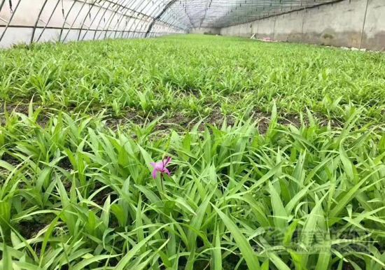 种植白芨一亩地需要多少成本,白芨种植技术及收益