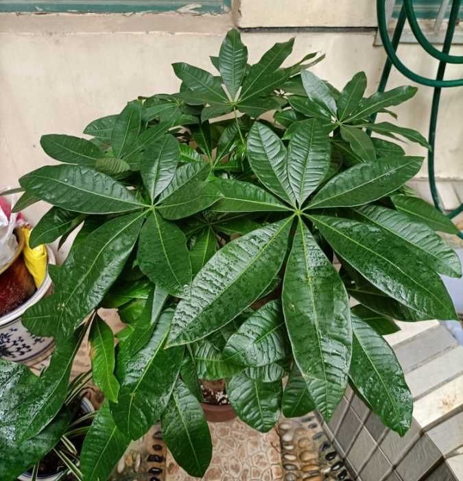 养好发财树好方法,发财树叶子长得繁茂还用修剪吗