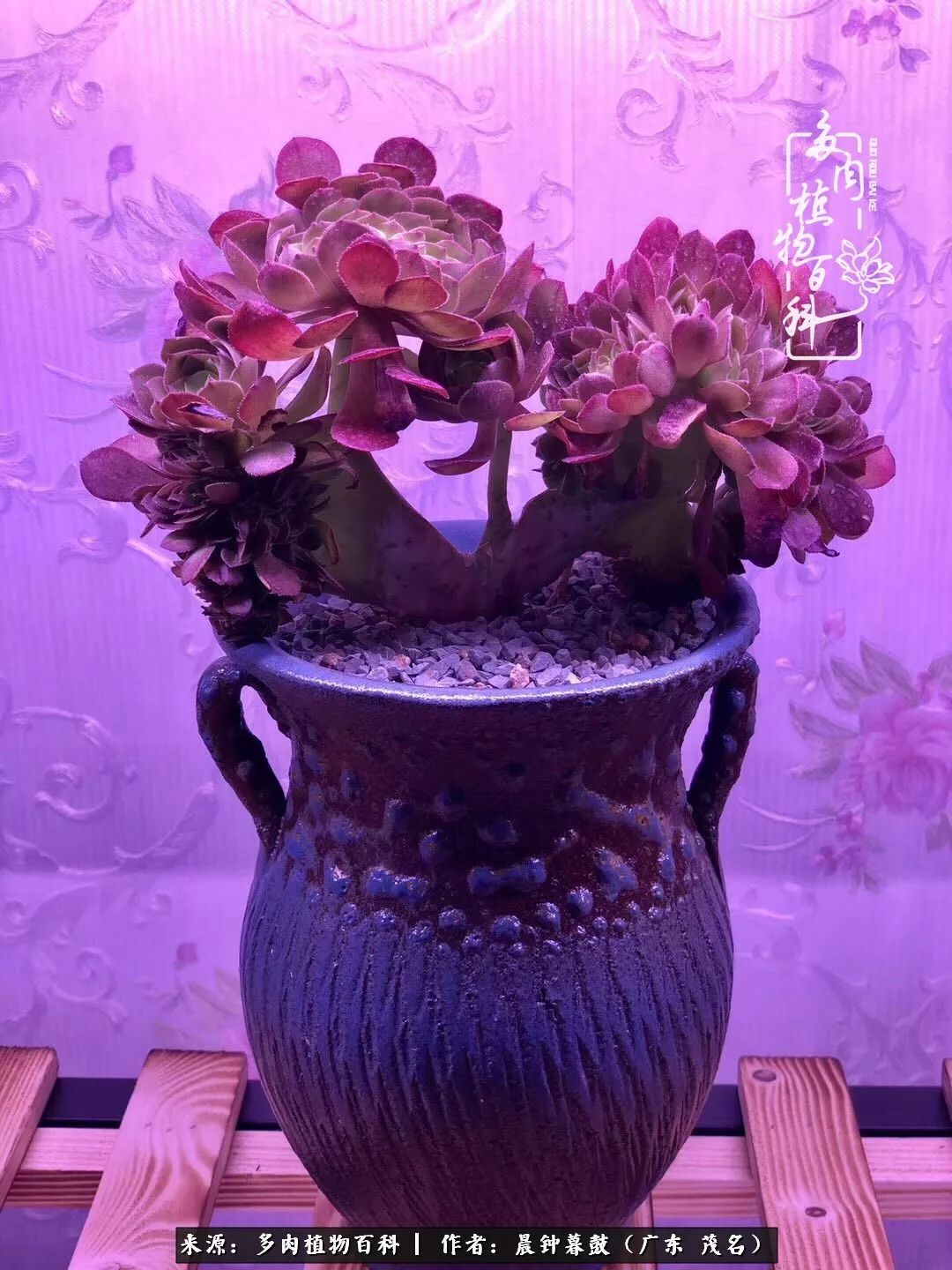 轻轻地告诉你,我的多肉也曾美过,不信你看看