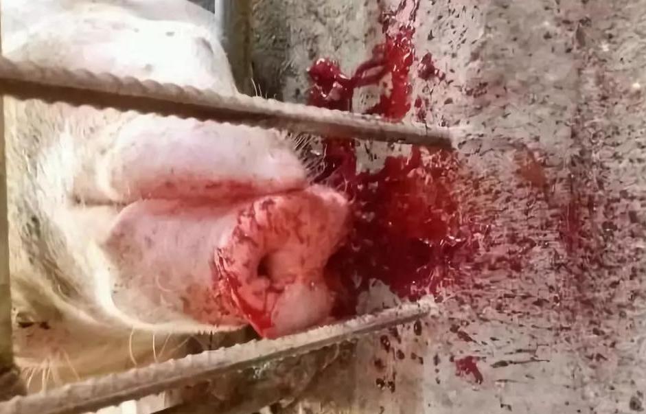 猪流鼻血是怎么回事,猪什么病引起流鲜红鼻血