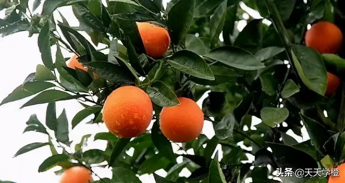 脐橙树苗种植技巧,脐橙树要什么样的树形最好
