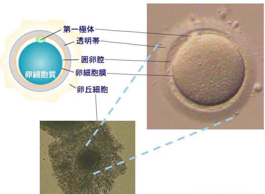 看完这场九死一生的旅行，才知道那个精子太难了
