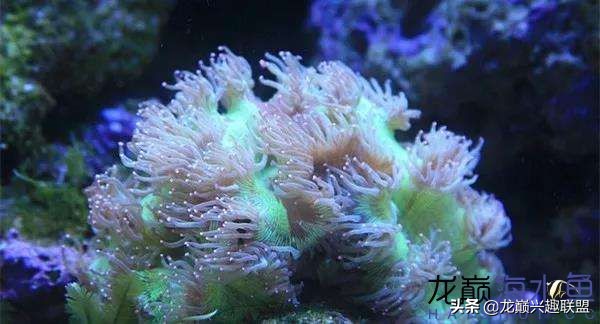 看完别笑,都陪我哭!新人下海开缸的血泪史