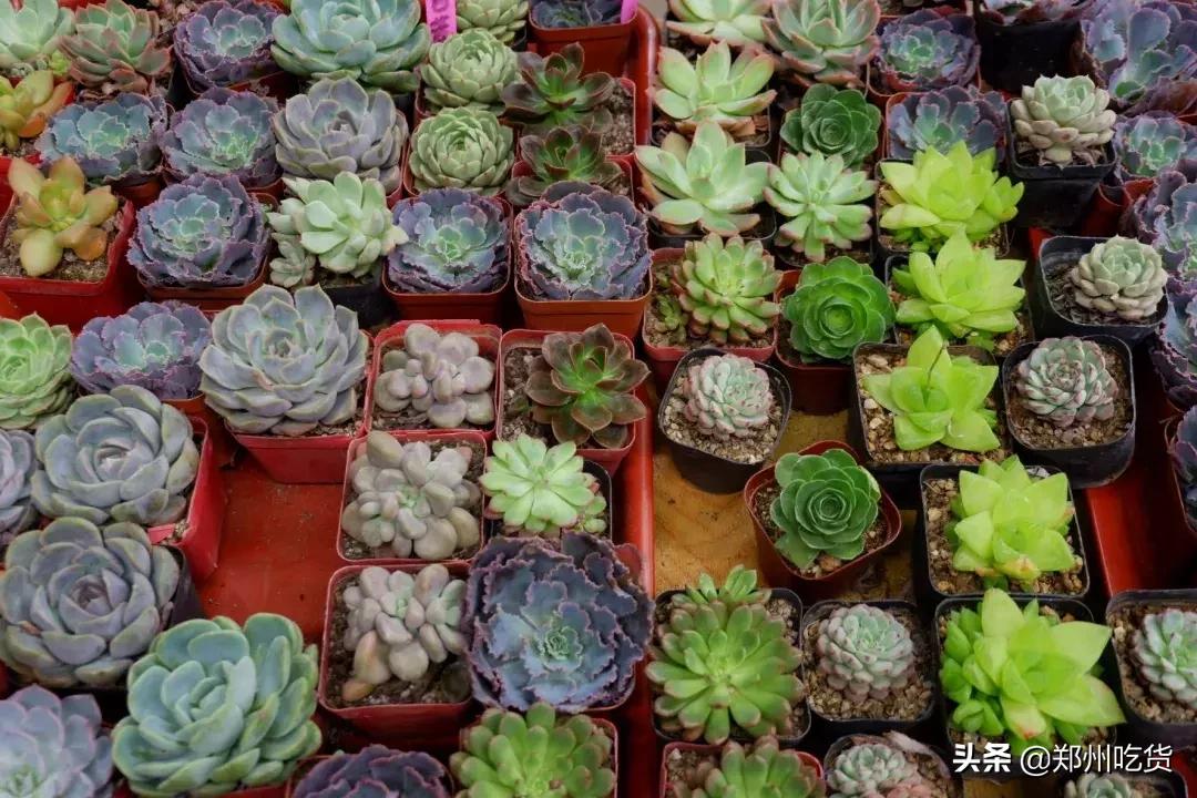 郑州哪个批发市场最便宜,最新最全郑州批发市场一览表