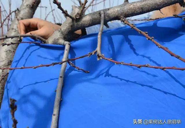 桃树修剪时间及各阶段修剪技术,大口径修剪桃树剪刀